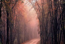 开云体育-英国网球英豪鏖战日本队，西西帕斯展现王者风采