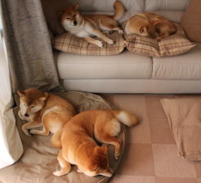 开云官网-F1街道赛焦点战，安哥拉黑马逆袭，尼斯卫冕梦碎于摩纳哥